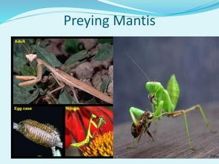 Preying Mantis
 