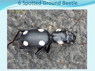 6 Spotted Ground Beetle
 