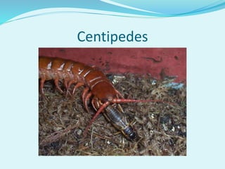 Centipedes
 