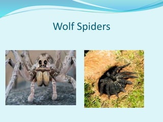 Wolf Spiders
 