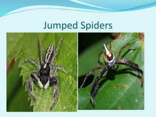 Jumped Spiders
 