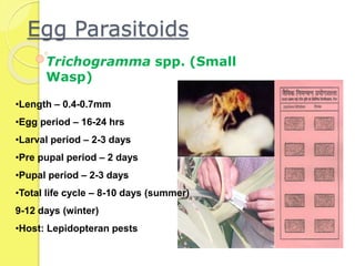 Egg Parasitoids
Trichogramma spp. (Small
Wasp)
•Length – 0.4-0.7mm
•Egg period – 16-24 hrs
•Larval period – 2-3 days
•Pre pupal period – 2 days
•Pupal period – 2-3 days
•Total life cycle – 8-10 days (summer)
9-12 days (winter)
•Host: Lepidopteran pests
 
