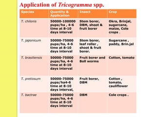 Species Quantity &
Application
Insect Crop
T. chilonis 50000-100000
pupa/ha , 4-6
time at 8-10
days interval
Stem borer,
DBM, shoot &
fruit borer
Okra, Brinjal,
sugarcane,
maize, Cole
crops .
T. japonicum 50000-75000
pupa/ha, 4-6
time at 8-10
days interval
Stem borer,
leaf roller ,
shoot & fruit
borer.
Sugarcane ,
paddy, Brin.jal
T. brasiliensis 50000-75000
pupa/ha, 4-6
time at 8-10
days interval
Fruit borer and
Boll worms
Cotton, tomato
T. pretiosum 50000-75000
pupa/ha4-6
time at 8-10
days interval,
Fruit borer,
DBM
Cotton ,
tomato,
cauliflower
T. bactrae 50000-75000
pupa/ha, 4-6
time at 8-10
days interval
DBM Cole crops .
Application of Tricogramma spp.
 
