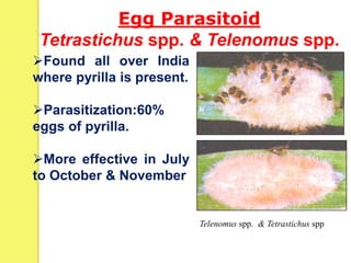 Found all over India
where pyrilla is present.
Parasitization:60%
eggs of pyrilla.
More effective in July
to October & November
Telenomus spp. & Tetrastichus spp
Egg Parasitoid
Tetrastichus spp. & Telenomus spp.
 