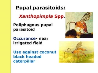 Pupal parasitoids:
Poliphagous pupal
parasitoid
Occurance- near
irrigated field
Use against coconut
black headed
caterpillar
Xanthopimpla Spp.
 