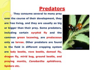 Predators
They consume several to many prey
over the course of their development, they
are free living, and they are usually as big
or bigger than their prey. Some predators,
including certain syrphid fly and the
common green lacewing, are predaceous
only as larvae. Other predators are found
in the field in different cropping system
are lady beetle, rove beetle, damsel fly,
dragon fly, mirid bug, ground beetle, and
praying mantis, Conobartha aphidivora,
Spiders etc.
 