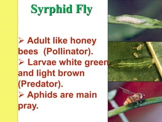 Syrphid Fly
 Adult like honey
bees (Pollinator).
 Larvae white green
and light brown
(Predator).
 Aphids are main
pray.
 