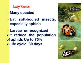 Lady Beetles
Many species
Eat soft-bodied insects,
especially aphids
Larvae unrecognized
It reduce the population
of aphids Up to 75%
Life cycle: 30 days.
 