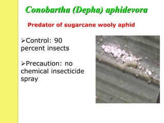 Conobartha (Depha) aphidevora
Predator of sugarcane wooly aphid
Control: 90
percent insects
Precaution: no
chemical insecticide
spray
 