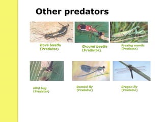 Rove beetle
(Predator)
Damsel fly
(Predator)
Ground beetle
(Predator)
Mird bug
(Predator)
Praying mantis
(Predator)
Dragon fly
(Predator)
Other predators
 