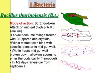 presented by Dr. Gaje Singh in
Training on Mass Production of Bio-
agents
Bacillus thuringiensis (B.t.)
Mode of action: Bt. Endo-toxin
Attack on mid gut (high pH- 9.0
alkaline)
•Larvae consume foliage treated
with Bt.(spores and crystals)
•Within minute toxin bind with
specific receptor in mid gut wall.
• Within hours mid gut wall
broken down, allowing spores to
enter the body cavity (hemocoel)
• In 1-2 days larvae die from
septicemia.
1.Bacteria
 