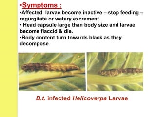 •Symptoms :
•Affected larvae become inactive – stop feeding –
regurgitate or watery excrement
• Head capsule large than body size and larvae
become flaccid & die.
•Body content turn towards black as they
decompose
B.t. infected Helicoverpa Larvae
 