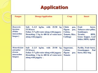 Fungus Dosage/Application Crop Insect
Beauveria
bassiana
(White
muscardine
fungus )
Soil- 2-.2.5 kg/ha. with 25-50 kg
FYM/acre
Foliar- 5-7 g/lit water along with jaggary
Drenching- 2 kg in 400 lit of water/acre
along with jaggary
Chick pea,
Pigeon pea,
Cotton,
Tomato, Rice,
Cabbage
Fruit borer,
Tobacco cater pillar,
Semilooper,
Termite, BPH,
Grass hopper, Leaf
folder, DBM, Aphid
Metarrhizium
anisopliae
(Green
muscardine
fungus)
Soil- 2-.2.5 kg/ha. with 25-50 kg
FYM/acre
Foliar- 5-7 g/lit water along with jaggary
Drenching- 2 kg in 400 lit of water/acre
along with jaggary .
Sugarcane,
Cotton,
Pigeon pea.
Tomato
Pyrilla, Fruit borer,
Grasshopper, Pod
borer, Rice bug
Application
 