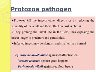 Protozoa pathogen
Protozoa kill the insects either directly or by reducing the
fecundity of the adult and their effect on host is chronic.
They prolong the larval life in the field, thus exposing the
insect longer to predators and parasitoids.
Infected insect may be sluggish and smaller than normal
eg. Nosema melolonthae against chaffer beetles.
Nosema locustae against grass hoppers
Farinosystis triboli against red flour beetle
 