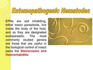 EPNs are soil inhabiting,
lethal insect parasitoids, live
inside the body of the host,
and so they are designeted
endoparasitic. The most
commonly studied genera
are those that are useful in
the biological control of insect
pests the Steinernema and
Heterorhabditis
 