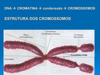 DNA    CROMATINA    condensada    CROMOSSOMOS ESTRUTURA DOS CROMOSSOMOS Cromátides irmãs 