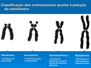 Classificação dos cromossomos quanto à posição do centrômero Telocêntrico Centrômero na extremidade Acrocêntrico Centrômero quase na extremidade Submetacêntrico Centrômero deslocado do centro, braços de tamanhos diferentes Metacêntrico Centrômero no meio, braços de tamanhos iguais 