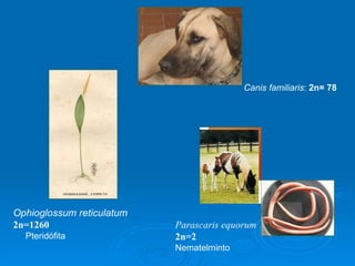 Canis familiaris :  2n= 78 Parascaris equorum 2n=2 Nematelminto Ophioglossum reticulatum 2n=1260 Pteridófita 