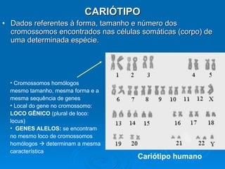 CARIÓTIPO Dados referentes à forma, tamanho e número dos cromossomos encontrados nas células somáticas (corpo) de uma determinada espécie.  Cariótipo humano Cromossomos homólogos mesmo tamanho, mesma forma e a  mesma sequência de genes Local do gene no cromossomo:  LOCO GÊNICO  (plural de loco:  locus) GENES ALELOS:  se encontram  no mesmo loco de cromossomos  homólogos    determinam a mesma  característica 