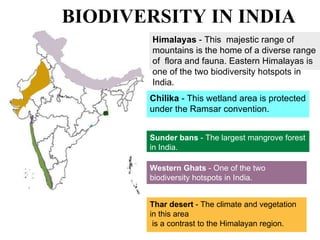 BIODIVERSITY IN INDIA Thar desert  - The climate and vegetation in this area is a contrast to the Himalayan region. Western Ghats  - One of the two biodiversity hotspots in India. Sunder bans  - The largest mangrove forest in India. Chilika  - This wetland area is protected under the Ramsar convention. Himalayas  - This majestic range of mountains is the home of a diverse range of flora and fauna. Eastern Himalayas is one of the two biodiversity hotspots in India. 