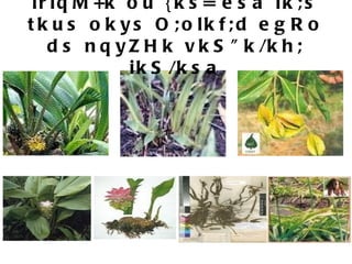 lriqM+k ou {ks= esa ik;s tkus okys O;olkf;d egRo ds nqyZHk vkS&quot;k/kh; ikS/ksa 