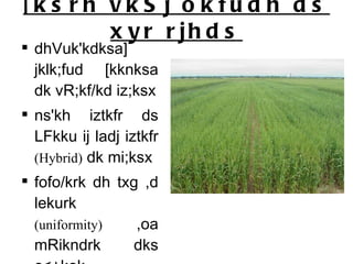 [ksrh vkSj okfudh ds xyr rjhds dhVuk'kdksa] jklk;fud [kknksa dk vR;kf/kd iz;ksx ns'kh iztkfr ds LFkku ij ladj iztkfr  (Hybrid)  dk mi;ksx  fofo/krk dh txg ,d lekurk  (uniformity)  ,oa mRikndrk dks c<+kok 