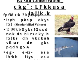 Ex situ Conservation   ckg~; LFkkusa laj{k.k fpfM+;k ?kj  (Zoo) iryh pksp okys fx)  (Slender billed Valture) ¼MkbDyksfQusd nok ds bLrseky ls fx)ks dh vkcknh vR;ar de gks pqdh gSA eg- e-iz- esa lh/kh ftys esa lksu ?kfM;ky vH;kj.k esa ?kfM;ky dh nqyZHk iztkfr ds iztuu dk dk;ZØe 