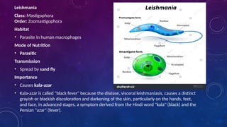 Bio-diversity ( TAXONOMY-PHYLUM:PROTOZOA) | PPTX