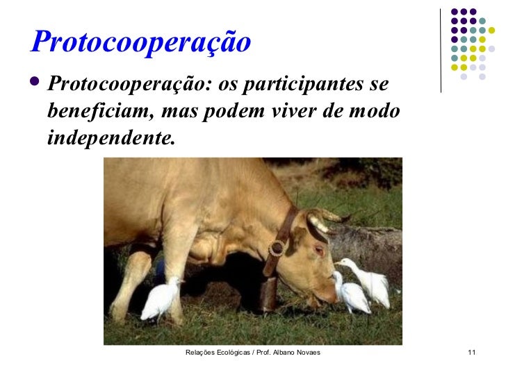 Cite E Explique Um Exemplo Da Relacao Ecologica De Protocooperacao