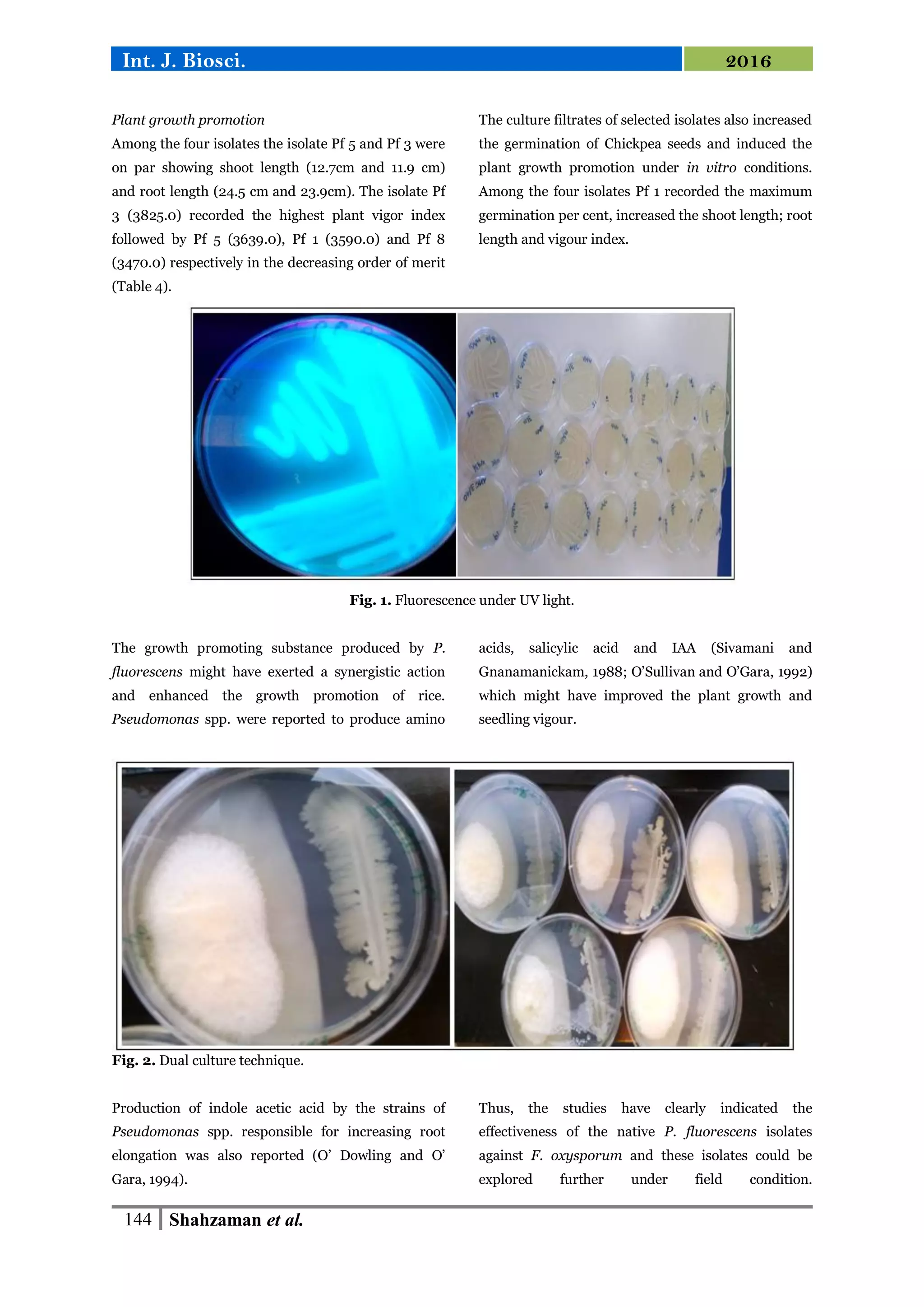 Bio efficacy of pseudomonas fluorescens isolated from chickpea fields ...