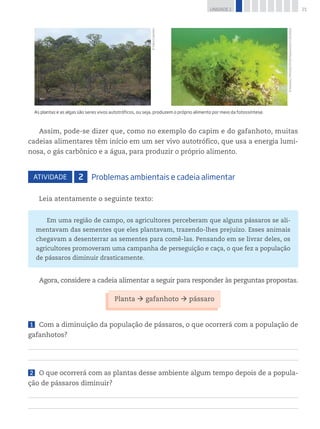 21UNIDADE 1
©FabioColombini
©AndrewJ.Martinez/PhotoResearchers/Latinstock
As plantas e as algas são seres vivos autotróficos, ou seja, produzem o próprio alimento por meio da fotossíntese.
Assim, pode-se dizer que, como no exemplo do capim e do gafanhoto, muitas
cadeias alimentares têm início em um ser vivo autotrófico, que usa a energia lumi-
nosa, o gás carbônico e a água, para produzir o próprio alimento.
Atividade 2 Problemas ambientais e cadeia alimentar
Leia atentamente o seguinte texto:
Em uma região de campo, os agricultores perceberam que alguns pássaros se ali-
mentavam das sementes que eles plantavam, trazendo-lhes prejuízo. Esses animais
chegavam a desenterrar as sementes para comê-las. Pensando em se livrar deles, os
agricultores promoveram uma campanha de perseguição e caça, o que fez a população
de pássaros diminuir drasticamente.
Agora, considere a cadeia alimentar a seguir para responder às perguntas propostas.
Planta à gafanhoto à pássaro
1 	 Com a diminuição da população de pássaros, o que ocorrerá com a população de
gafanhotos?
2 	 O que ocorrerá com as plantas desse ambiente algum tempo depois de a popula-
ção de pássaros diminuir?
 