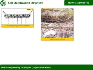 Bio enginerring structure in westren himalayan, pakistan | PPT