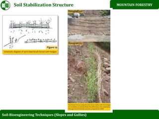 Bio enginerring structure in westren himalayan, pakistan | PPT