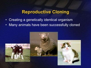 Reproductive Cloning 
• Creating a genetically identical organism 
• Many animals have been successfully cloned 
 