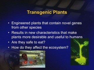 Transgenic Plants 
• Engineered plants that contain novel genes 
from other species 
• Results in new characteristics that make 
plants more desirable and useful to humans 
• Are they safe to eat? 
• How do they affect the ecosystem? 
 