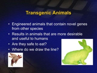 Transgenic Animals 
• Engineered animals that contain novel genes 
from other species 
• Results in animals that are more desirable 
and useful to humans 
• Are they safe to eat? 
• Where do we draw the line? 
 
