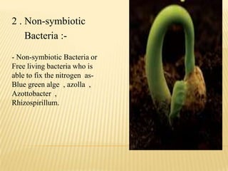 2 . Non-symbiotic
Bacteria :-
- Non-symbiotic Bacteria or
Free living bacteria who is
able to fix the nitrogen as-
Blue green alge , azolla ,
Azottobacter ,
Rhizospirillum.
 