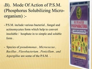 (B). Mode Of Action of P.S.M.
(Phosphorus Solubilizing Micro-
organism) :-
- P.S.M. include various bacterial , fungal and
actinomycetes form which help to convert
insoluble / hosphate in to simple and soluble
form .
- Species of pseudomonas , Micrococcus ,
Bacillus , Flavobacterium , Penicillum , and
Aspergillus are some of the P.S.M. .
 