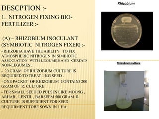 DESCPTION :-
1. NITROGEN FIXING BIO-
FERTILIZER :-
(A) – RHIZOBIUM INOCULANT
(SYMBIOTIC NITROGEN FIXER) :-
- RHIZOBIA HAVE THE ABILITY TO FIX
ATMOSPHERIC NITROGEN IN SIMBIOTIC
ASSOCIATION WITH LEGUMES AND CERTAIN
NON-LEGUMES .
- 20 GRAM OF RHIZOBIUM CULTURE IS
REQUIRED TO TREAT 1 KG SEED .
- ONE PACKET OF RHIZOBIUM CONTAINS 200
GRAM OF R. CULTURE
- FER SMALL SEEDED PULSES LIKE MOONG ,
ARHAR , LENTIL , BARSEEM 500 GRAM R.
CULTURE IS SUFFICIENT FOR SEED
REQUIRMENT TOBE SOWN IN 1 HA.
 