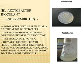 (B). AZOTOBACTER
INOCULANT
(NON-SYMBIOTIC) :-
- AZOTOBACTER CULTURE IS ESPECIALLY
BENEFICIAL FOR OILSEED CROPS.
- THEY FIX ATMOSPHERIC NITROGEN
INDEPENDENTLY NEAR THE ROOT ZONE .
- THEY FIX 0.026 TO 20 KG N/HA.
- THEY ALSO PRODUCE GROWTH
PROMOTING SUBSTACES LIKE INDOLE
ACETIC ACID , GIBBERELLIC ACID , ALONG
WITH CHEMICAL WHICH ARE INHIBITORY
TO CERTAIN ROOT PATHOGENS.
 
