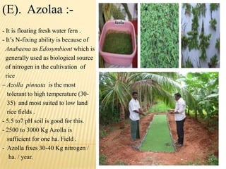 (E). Azolaa :-
- It is floating fresh water fern .
- It‟s N-fixing ability is because of
Anabaena as Edosymbiont which is
generally used as biological source
of nitrogen in the cultivation of
rice
– Azolla pinnata is the most
tolerant to high temperature (30-
35) and most suited to low land
rice fields .
- 5.5 to7 pH soil is good for this.
- 2500 to 3000 Kg Azolla is
sufficient for one ha. Field .
- Azolla fixes 30-40 Kg nitrogen /
ha. / year.
 