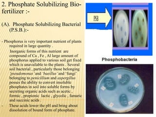 2. Phosphate Solubilizing Bio-
fertilizer :-
(A). Phosphate Solubilizing Bacterial
(P.S.B.):-
- Phosphorus is very important nutrient of plants
required in large quantity .
Inorganic forms of this nutrient are
compound of Ca , Fe , Al large amount of
phosphorus applied to various soil get fixed
which is unavailable to the plants . Several
soil bacterial , particularly those belonging
‘pseudomonas’ and ‘baeillus’and „fungi‟
belonging to penicillium and aspergillus
posses the ability to convert insoluble
phosphates in soil into soluble forms by
secreting organic acids such as acetic ,
formic , propionic lactic , glycolic , famaric
and succinic acids .
- These acids lower the pH and bring about
dissolution of bound form of phosphate.
 