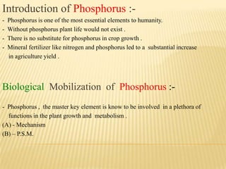 Introduction of Phosphorus :-
- Phosphorus is one of the most essential elements to humanity.
- Without phosphorus plant life would not exist .
- There is no substitute for phosphorus in crop growth .
- Mineral fertilizer like nitrogen and phosphorus led to a substantial increase
in agriculture yield .
Biological Mobilization of Phosphorus :-
- Phosphorus , the master key element is know to be involved in a plethora of
functions in the plant growth and metabolism .
(A) - Mechanism
(B) – P.S.M.
 