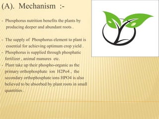 (A). Mechanism :-
- Phosphorus nutrition benefits the plants by
producing deeper and abundant roots .
- The supply of Phosphorus element to plant is
essential for achieving optimum crop yield .
- Phosphorus is supplied through phosphatic
fertilizer , animal manures etc.
- Plant take up their phospho-organic as the
primary orthophosphate ion H2Po4 , the
secondary orthophosphate ions HPO4 is also
believed to be absorbed by plant roots in small
quantities .
 