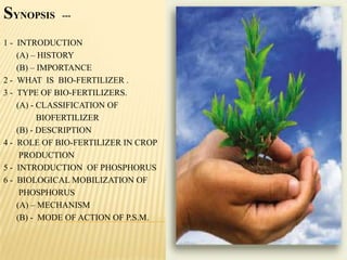SYNOPSIS ---
1 - INTRODUCTION
(A) – HISTORY
(B) – IMPORTANCE
2 - WHAT IS BIO-FERTILIZER .
3 - TYPE OF BIO-FERTILIZERS.
(A) - CLASSIFICATION OF
BIOFERTILIZER
(B) - DESCRIPTION
4 - ROLE OF BIO-FERTILIZER IN CROP
PRODUCTION
5 - INTRODUCTION OF PHOSPHORUS
6 - BIOLOGICAL MOBILIZATION OF
PHOSPHORUS
(A) – MECHANISM
(B) - MODE OF ACTION OF P.S.M.
 