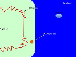 Cytoplasm

          DNA Strand

                                    Ribosome




Nucleus
                       DNA Polymerase
 