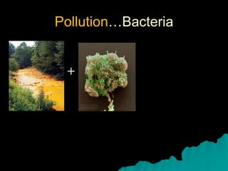 Pollution…Bacteria
+
 