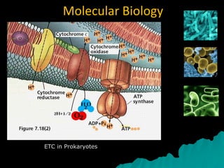 Molecular Biology
Mediator-less
ETC in Prokaryotes
 
