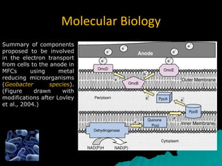 Molecular Biology
Summary of components
proposed to be involved
in the electron transport
from cells to the anode in
MFCs using metal
reducing microorganisms
(Geobacter species).
(Figure drawn with
modifications after Lovley
et al., 2004.)
 