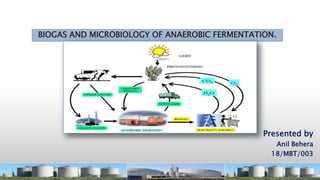 BIOGAS AND MICROBIOLOGY OF ANAEROBIC FERMENTATION.
Presented by
Anil Behera
18/MBT/003
 